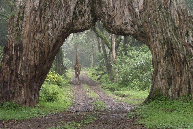 7 Day Joined Safari Serengeti,Ngorongoro,Manyara,Tarangire,Arusha National Park - What Makes This Safari Special?