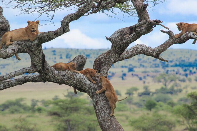 7-Day Kilimanjaro Climb Machame Route - The Experience: What’s Included and What to Consider