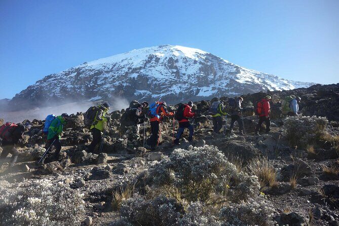 7 Day Kilimanjaro Climbing Via Lemosho Route - The Itinerary Breakdown: What You Can Expect Day-by-Day