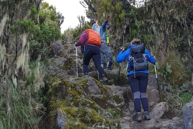 7-Day Kilimanjaro ClimbLemosho R. Scenic Adventure to the summit - What to Consider Before Booking