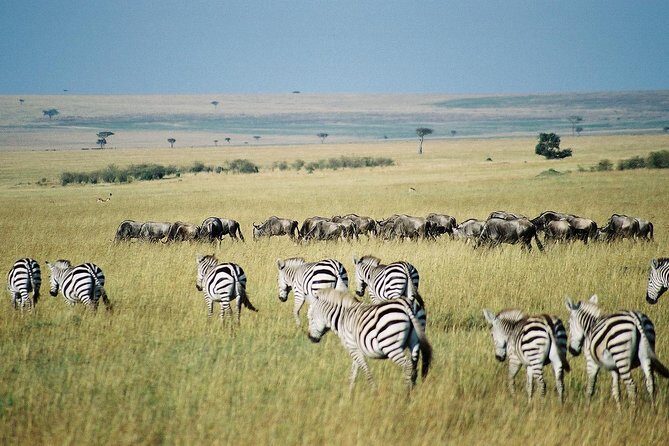 7 Day Maasai Mara, Lake Nakuru, Lake Naivasha and Amboseli Safari - Why This Tour Works