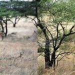 7 Day Maasai Mara, Lake Nakuru, Lake Naivasha and Samburu Safari - Transport, Guides, and Accommodation