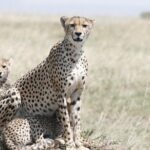 7-Day Magical Tanzania Safari -Premium High End Package - What Makes This Safari Stand Out?