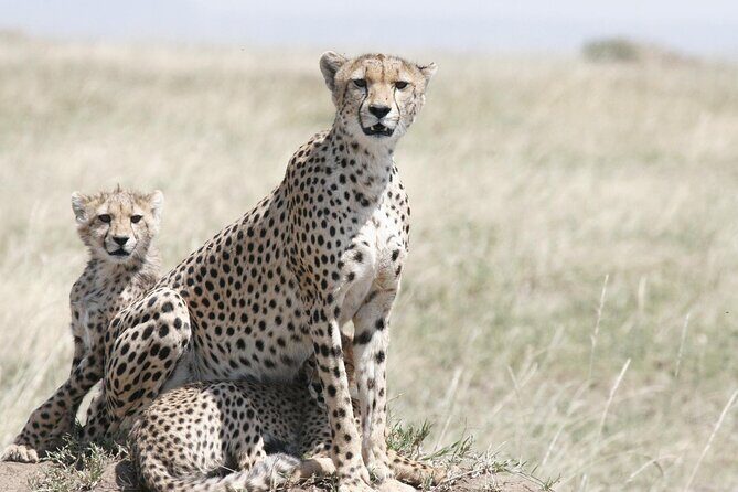 7-Day Magical Tanzania Safari -Premium High End Package - What Makes This Safari Stand Out?