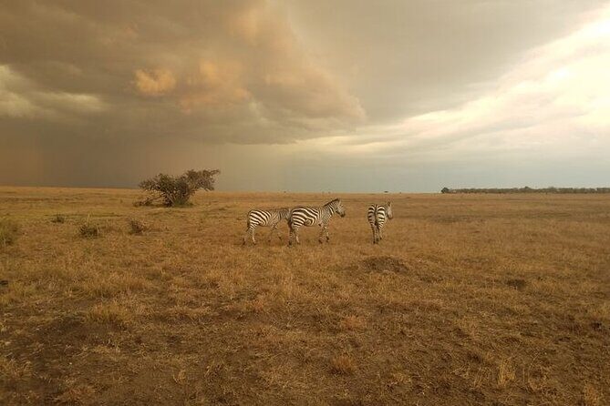 7-Day Masai Mara Nakuru Amboseli Kenya Budget Safari - What Sets This Safari Apart?