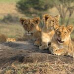7 Day Migration Tanzania Private Guided Safari from Arusha - Key Points
