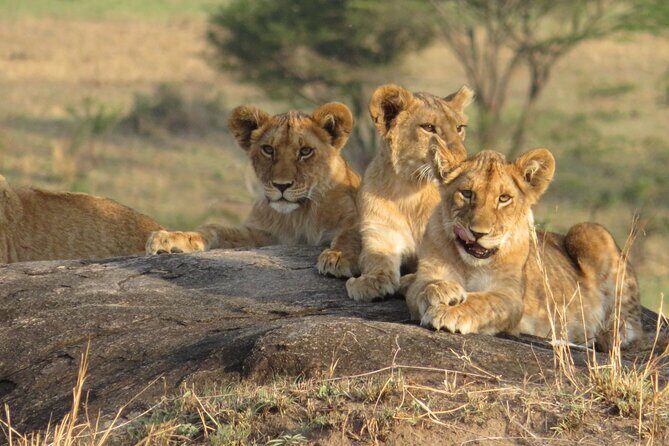 7 Day Migration Tanzania Private Guided Safari from Arusha - Key Points