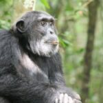 7-Day Murchison Falls, Chimps & Gorilla Trekking - A Closer Look at the Itinerary and What You Can Expect