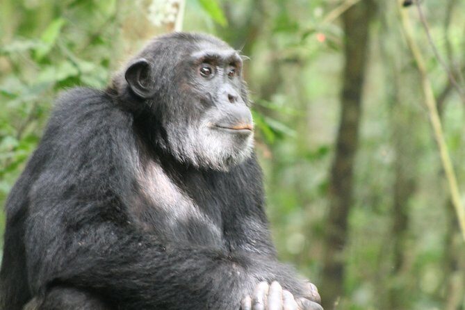 7-Day Murchison Falls, Chimps & Gorilla Trekking - A Closer Look at the Itinerary and What You Can Expect