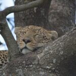 7-Day North Tanzania Classic Safari - Itinerary Breakdown: What to Expect Each Day
