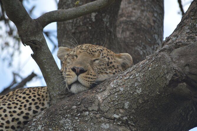 7-Day North Tanzania Classic Safari - Itinerary Breakdown: What to Expect Each Day