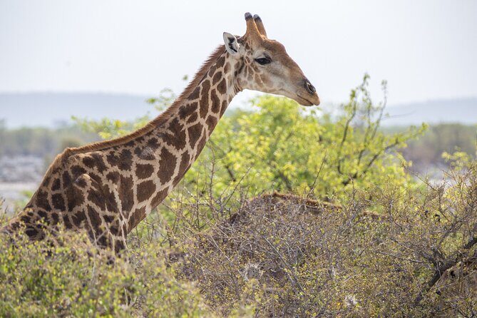 7 Day Northern Namibia and Skeleton Coast Camping Safari - What Makes This Tour Stand Out?