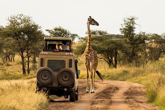 7-Day Private Uganda Gorilla Tracking Safari Tour From Entebbe - Why This Tour Provides Great Value