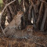 7 Day Safari in Tanzania National Parks - Who Is This Safari Best For?