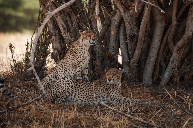 7 Day Safari in Tanzania National Parks - Who Is This Safari Best For?