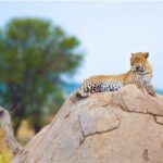 7-Day Safari to Maasai Mara, Lake Naivasha and Amboseli from Nairobi - Overview of Tour Features