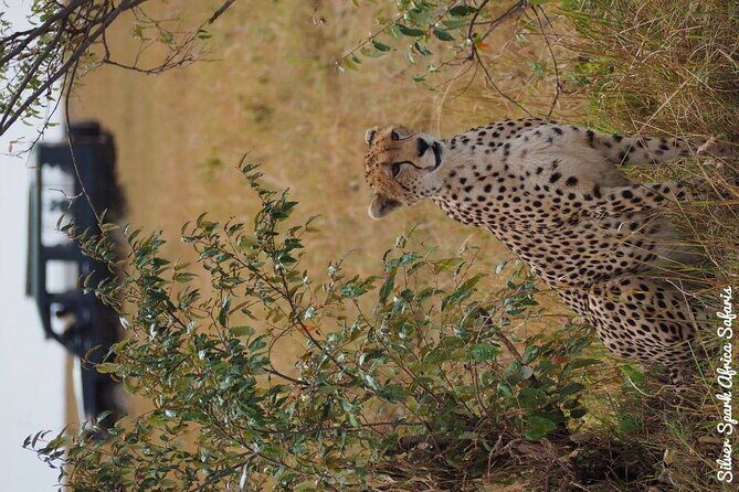 7-Day Samburu, Maasai Mara, L Nakuru, Lake Naivasha Hell's Gate - Overall Value and Experience