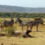 7-Day Tanzania Safari Tour: Tarangire, Lake Manyara, Serengeti and Ngorongoro - Setting the Scene: What to Expect on This Safari