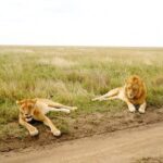 7 Day Tanzania visiting Arusha, Lake Manyara, Serengeti, Ngorongoro & Tarangire - What Sets This Safari Apart?
