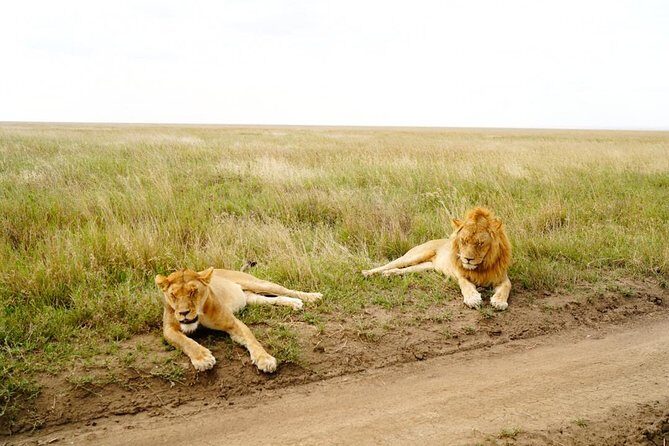 7 Day Tanzania visiting Arusha, Lake Manyara, Serengeti, Ngorongoro & Tarangire - What Sets This Safari Apart?