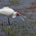 7 Day Tour of Amboseli Lake Nakuru and Masai Mara - What Makes This Tour Stand Out?