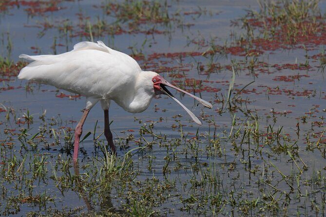 7 Day Tour of Amboseli Lake Nakuru and Masai Mara - What Makes This Tour Stand Out?