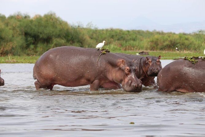 7-Day Uganda Adventure Safari - Midrange Lodges - Detailed Breakdown of the Itinerary