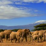 7 Days Amboseli, Naivasha, Maasai Mara and Lake Nakuru game parks - An In-Depth Look at the 7-Day Kenya Safari