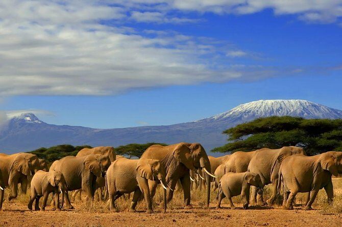 7 Days Amboseli, Naivasha, Maasai Mara and Lake Nakuru game parks - An In-Depth Look at the 7-Day Kenya Safari