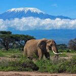 7 Days Best Luxury Safari To Tanzania - What Travelers Love About This Safari