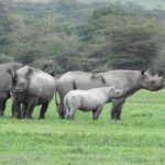 7 Days Elephant Safari Experience in Arusha - Pricing and Value