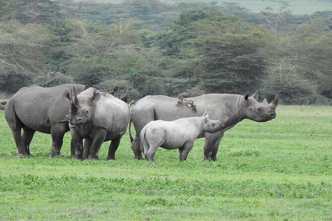 7 Days Elephant Safari Experience in Arusha - Pricing and Value