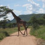 7 - Days Fascinating Tanzania Safari - Why Youll Love This Safari