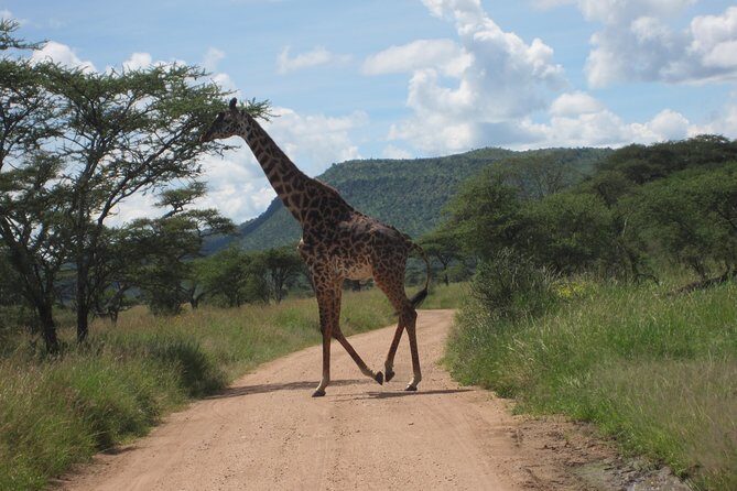 7 - Days Fascinating Tanzania Safari - Why Youll Love This Safari
