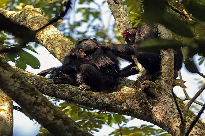 7 Days Flying Gorillas and Wildlife Safari Uganda Private Tour - The Value of This Tour