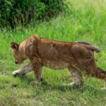 7 Days Gorilla and Chimpanzee safari in Uganda - Who Would Love This Safari?