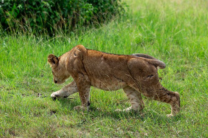 7 Days Gorilla and Chimpanzee safari in Uganda - Who Would Love This Safari?