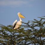 7 Days: Great Migration Mara River Crossing(manyara, Ngorongoro And Serengeti) - The Value of the Experience