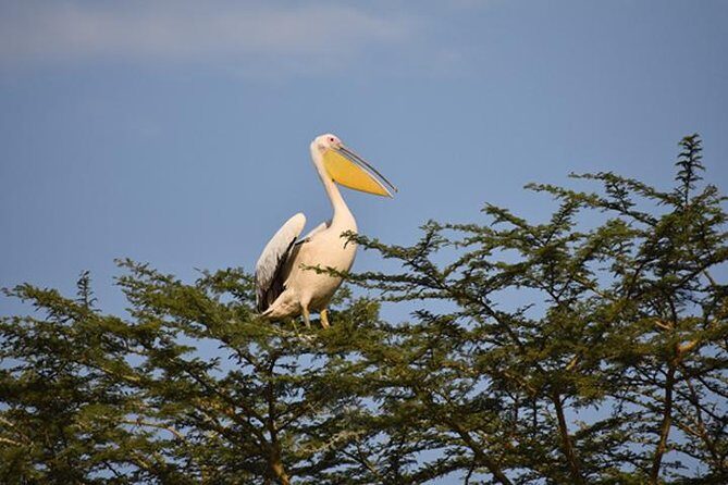 7 Days: Great Migration Mara River Crossing(manyara, Ngorongoro And Serengeti) - The Value of the Experience