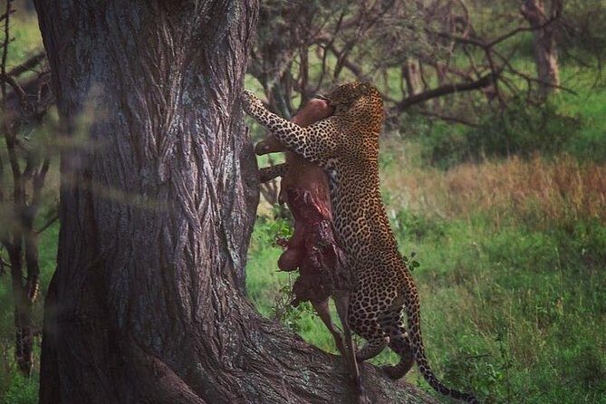 7 days great migration safari - What You’ll Love About This Safari