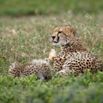 7 Days Great Wildebeest Migration Mara River Crossing - The Authentic Experience and What Travelers Say