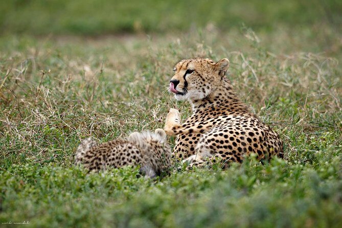 7 Days Great Wildebeest Migration Mara River Crossing - The Authentic Experience and What Travelers Say