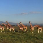 7 days Group Safari Masai Mara Lake Nakuru Hells gate & Amboseli - What Makes This Tour Stand Out?