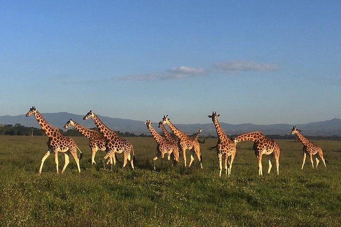 7 days Group Safari Masai Mara Lake Nakuru Hells gate & Amboseli - What Makes This Tour Stand Out?