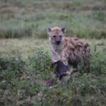7 Days Highlight of Tanzania Mid-Range Standard - Why the Serengeti?