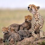 7 Days in Tanzania Northern Circuit Safari - What Makes This Safari Stand Out?