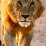 7 Days Journey of the Wildebeest  Luxury Holidays Serengeti - Final Thoughts: Is This Safari Worth It?