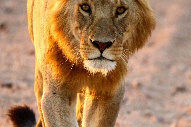 7 Days Journey of the Wildebeest  Luxury Holidays Serengeti - Final Thoughts: Is This Safari Worth It?