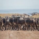 7 Days Kenya Luxury Safaris - Masai Mara NR, Amboseli NP and Lake Nakuru NP - Practical Details and Considerations