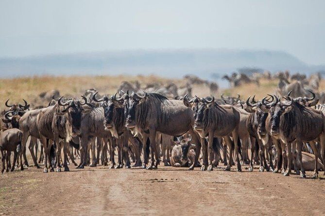 7 Days Kenya Luxury Safaris - Masai Mara NR, Amboseli NP and Lake Nakuru NP - Practical Details and Considerations